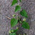 Image result for Sida urens