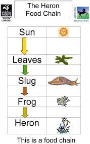 Pin By Kay Frankenhoff On Classroom Life Science Lessons Food Chain Life Science