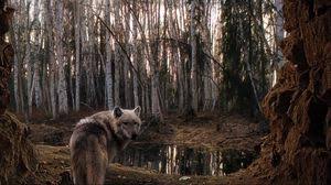 Wolf Full Hd Hdtv Fhd 1080p Wallpapers Hd Desktop Backgrounds 1920x1080 Images And Pictures If you're in search of the best wolf desktop backgrounds, you've come to the right place. wolf full hd hdtv fhd 1080p