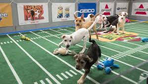 The puppy bowl is an annual television program on animal planet that mimics an american football bowl game similar to the super bowl, using puppies. And The Puppy Bowl Ix Mvp Is