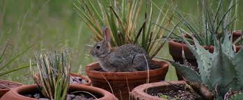 No, rabbits shouldn't eat any house flowers that were grown on bushes or trees. Creating A Rabbit Resistant Garden