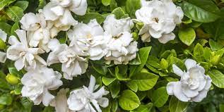 Your one stop shop for flowers, gifts & more! 15 Most Fragrant Outdoor Flowers Best Smelling Plants For Garden