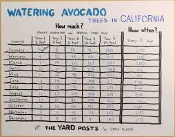 How Much And How Often To Water Avocado Trees In California