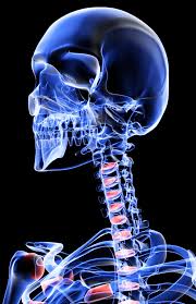 Bones in your face around the eye(s) area calledthe human face has 14 bones. The Bones Of The Head Neck And Face By Medicalrf Com