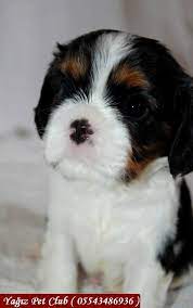safkan cavalier king charles yavrulari safkan cavalier king charles yavrulari kopek kopekseverler kopeksahi cavalier king charles king charles cavalier