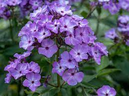 Pin On Flowers