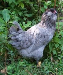 The little pullets look much like miniature adults, but the cockerels will change a lot with their subsequent moltings. 6 True Blue Black Ameraucana Chicks Ship Or Pick Up Westchester Ny Araucana Chickens Chickens Backyard Pet Chickens