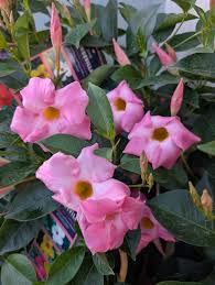 Image result for dipladenie hybrida rio obrázek