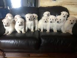 Look here to find a german shepherd dog breeder close to youmissouri who may have puppies for sale or a male dog available for stud service. Puppies Arriving 7 9 21 Accepting Reservations