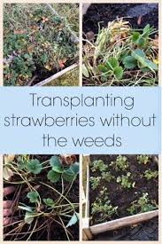 Plants do not tolerate wet conditions or the occurrences of repeated freezing and thawing. How To Transplant Strawberries Fruit To Grow Raised Strawberry Beds Strawberry Beds