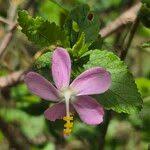 Image result for Hibiscus meyeri