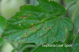We did not find results for: Tomato Leaf Spot Diseases K State Horticulture Newsletter