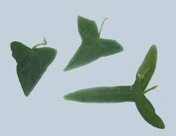 Image result for Zehneria tridactyla