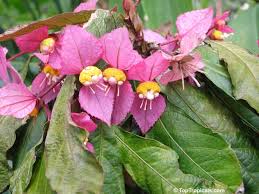 Image result for Dalechampia