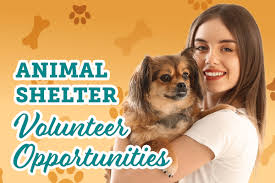 Supply these lovely animals with their forever home. Animal Shelter Volunteer Opportunities Your Town Monthly