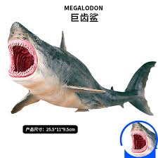 The megalodon was a gigantic animal capable of growing to a size of about 60 feet in length. Giant Tooth Shark Great White Shark Tiger Shark Simulation Marine Animal Model Size 255x119x95mm Weight 190g Action Figures Aliexpress