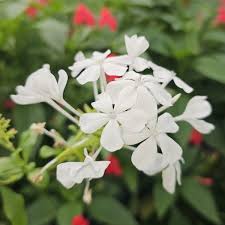 Image result for Plumbaginaceae