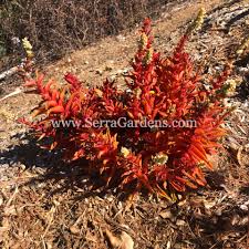 Use a sharp scalpel (we like these sterile, disposable cutting scalpels) or small knife force the cactus to bloom during the holidays by providing it with the proper light, moisture and fertilizer. Crassula Capitella Campfire Cacti Com