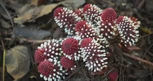 Image result for Balanophoraceae