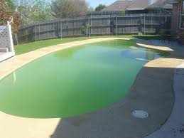 How to identify black pool algae. How Do I Protect My Pool From Algae Shoreline Pools