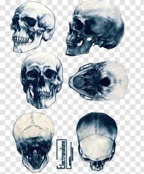 How to draw a twisted skull? Animal Skulls Skeleton Drawing Tattoo Skull Drawing Transparent Png