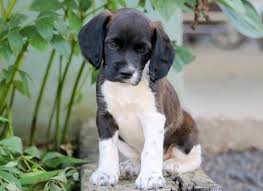 Cocker spaniel lab mix puppies for sale. Jack Cocker Spaniel Mix Puppy For Sale Keystone Puppies