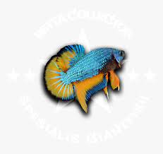 Maybe you would like to learn more about one of these? Ikan Cupang Png Transparent Png Kindpng