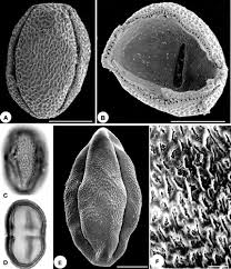 Image result for Clappertonia polyandra