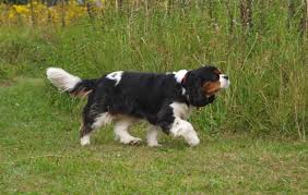 Maybe you would like to learn more about one of these? Cavalier King Charles Spaniels Surprisingly Sporty The Field