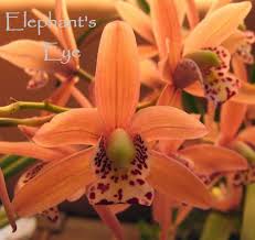 Image result for Corycium