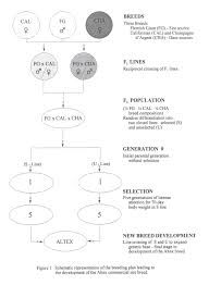 paradigmatic flemish giant size chart 2019