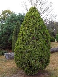 Image result for Culcasia orientalis