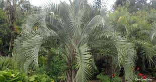 Pindo palms (butia capitata) are called jelly palms because the fruit has a lot of pectin in them. Pindo Palm Care All About Growing Butia Capitata