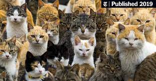 Check your care and get all the cats! Cats Like People Some People Anyway The New York Times