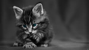 Tons of awesome cat eyes wallpapers to download for free. 113 Cute Anime Cat