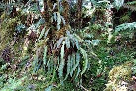 Image result for Elaphoglossum