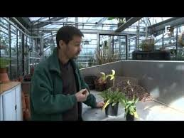 La Fievre De L Orchidee Documentaire France 5 Orchidees Orchidee Silence Ca Pousse France 5