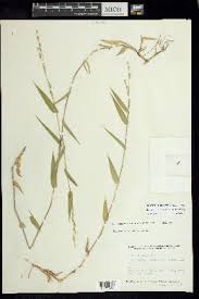 Image result for Acroceras zizanioides