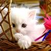 1920x1080 awesome cute cat photos and pictures, cute cat 100% quality hd wallpapers for mobile. 1