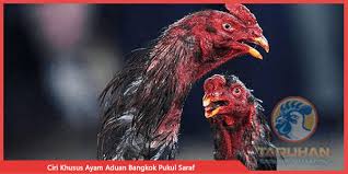 Katuranggan merupakan pengetahuan khusus tentang bentuk badan atau ciri fisik suatu binatang dan salah satunya adalah. Ciri Khusus Ayam Aduan Bangkok Pukul Saraf Taruhan Sabung Ayam