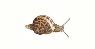 Where did you dual merula? Garden Snail How Do Snails Reproduce Other Snail Facts The Rspb