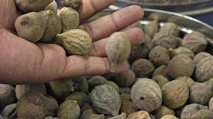 Image result for Terminalia bellirica