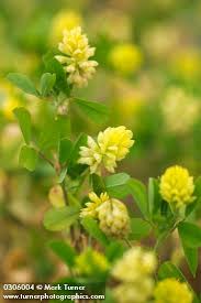 Image result for Trifolium campestre