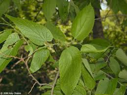 Image result for Celtis