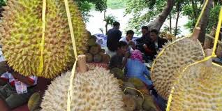 Beliau yang sudah enam tahun menjadi pemborong durian memberitahu, durian jenis kampung yang mempunyai isi tebal paling banyak terdapat di daerah ini. Sendratari Resi Mayangkara Meriahkan Pesta Durian Di Gunungpati Semarang