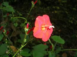 Image result for Ipomoea sinensis