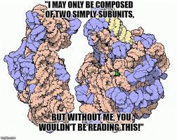 Want to learn cell histology effectively? Nucleoplasm Definition Composition And Function