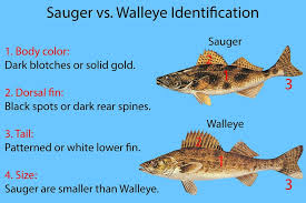 Sauger Vs Walleye All You Need To Know