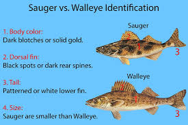 sauger vs walleye all you need to know