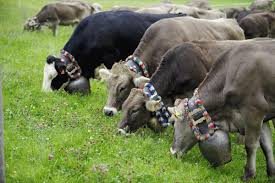 Gluckliche Heimkehr Der Almabtrieb Im Allgau Almabtrieb Alm Kuh